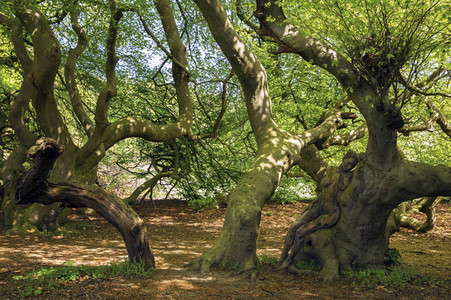 'Internationaler Tag des Waldes / International Day of Forests'-Bodypainting