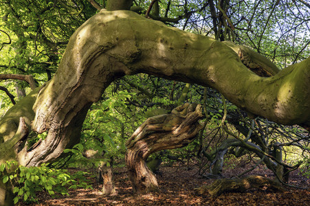 'Internationaler Tag des Waldes / International Day of Forests'-Bodypainting