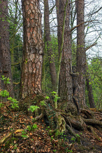 'Internationaler Tag des Waldes / International Day of Forests'-Bodypainting