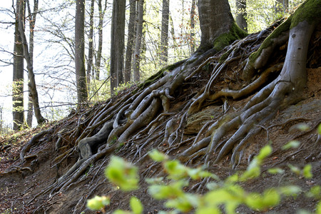 'Internationaler Tag des Waldes / International Day of Forests'-Bodypainting