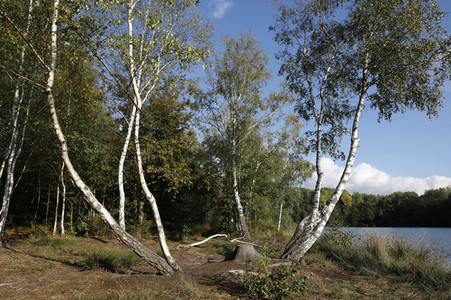 'Internationaler Tag des Waldes / International Day of Forests'-Bodypainting