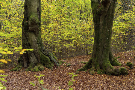 'Internationaler Tag des Waldes / International Day of Forests'-Bodypainting