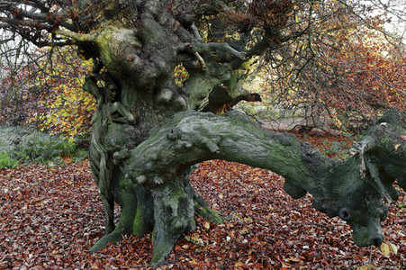 'Internationaler Tag des Waldes / International Day of Forests'-Bodypainting