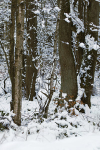 'Internationaler Tag des Waldes / International Day of Forests'-Bodypainting