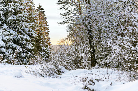 'Internationaler Tag des Waldes / International Day of Forests'-Bodypainting