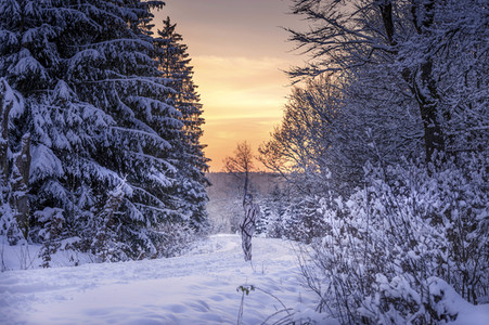 'Internationaler Tag des Waldes / International Day of Forests'-Bodypainting