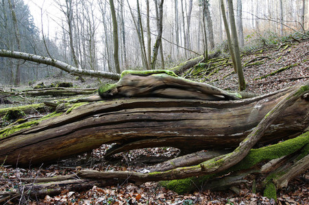 'Welttag des Holzes / World Wood Day'-Bodypainting