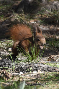 Eichhörnchen in Berlin
