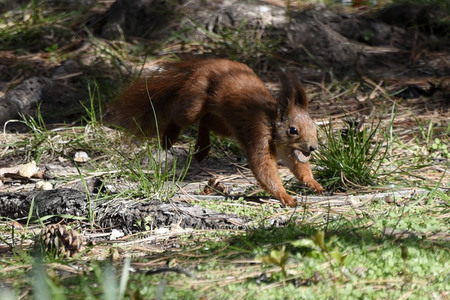Eichhörnchen in Berlin