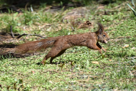 Eichhörnchen in Berlin