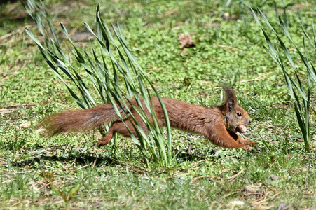 Eichhörnchen in Berlin