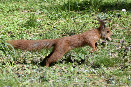 Eichhörnchen in Berlin