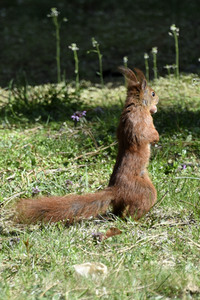 Eichhörnchen in Berlin