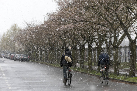 Kirschblüten in Berlin