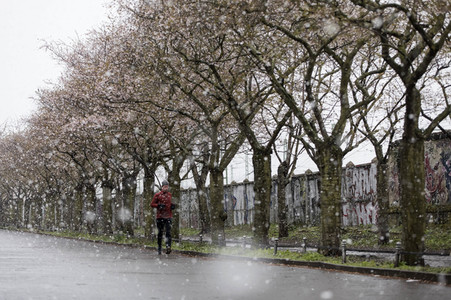 Kirschblüten in Berlin