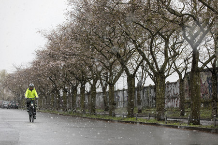 Kirschblüten in Berlin