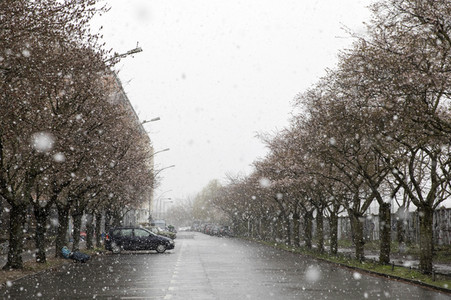 Kirschblüten in Berlin