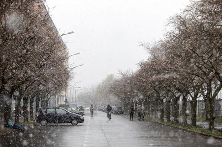 Kirschblüten in Berlin