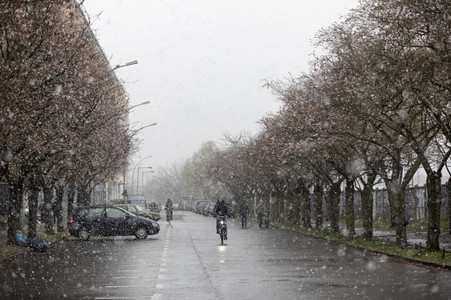 Kirschblüten in Berlin