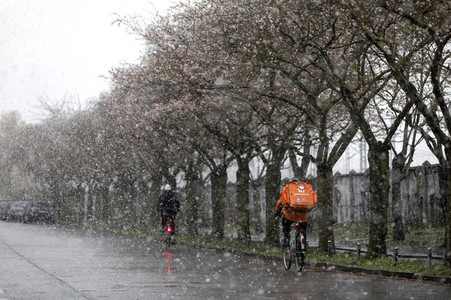 Kirschblüten in Berlin