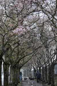 Kirschblüten in Berlin