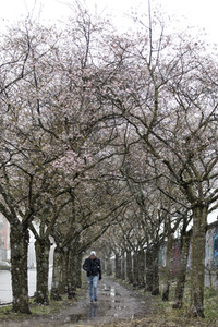 Kirschblüten in Berlin
