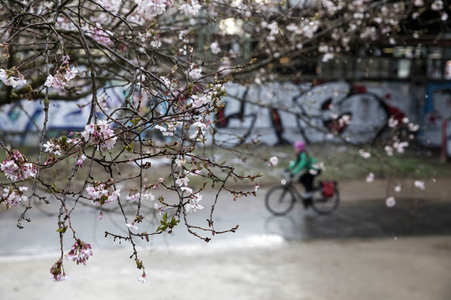 Kirschblüten in Berlin