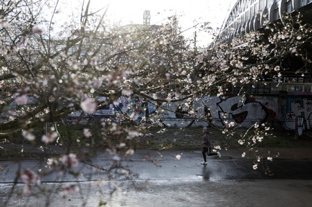 Kirschblüten in Berlin