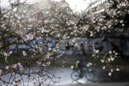Kirschblüten in Berlin