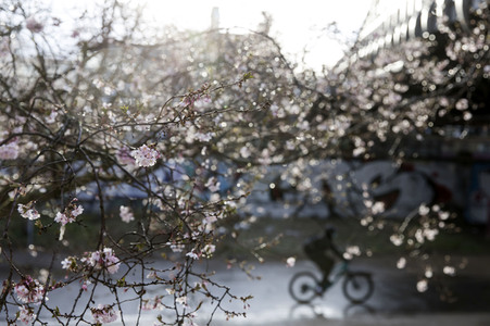 Kirschblüten in Berlin