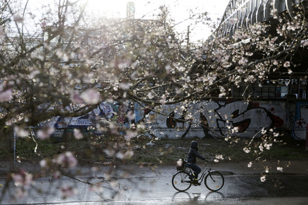 Kirschblüten in Berlin