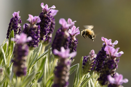 Honigbiene im Frühling in Berlin