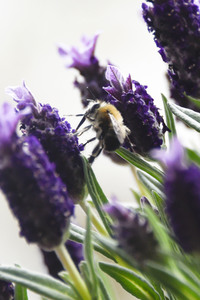 Honigbiene in Berlin