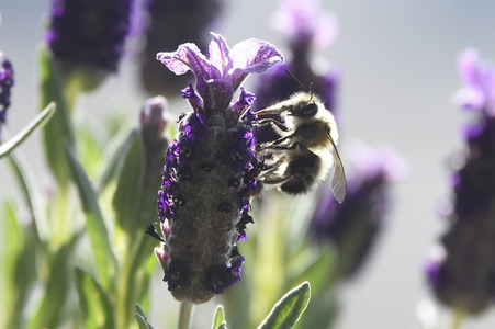 Honigbiene in Berlin