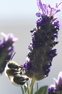 Honigbiene in Berlin