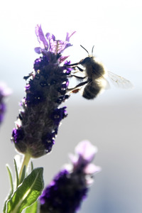 Honigbiene in Berlin