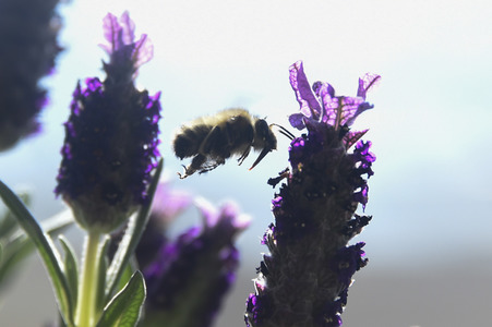 Honigbiene in Berlin