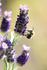 Honigbiene in Berlin