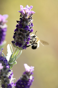 Honigbiene in Berlin