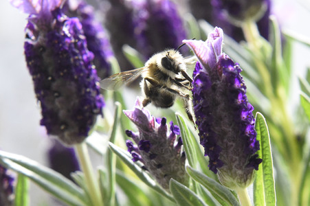 Honigbiene in Berlin