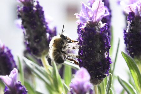 Honigbiene in Berlin