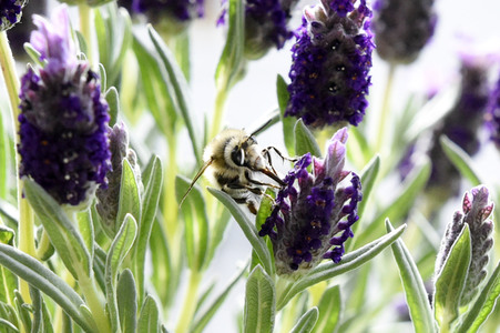 Honigbiene in Berlin