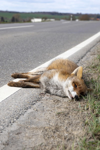 Symbolfoto Wildschaden