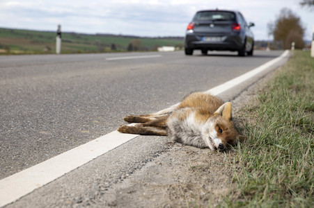 Symbolfoto Wildschaden