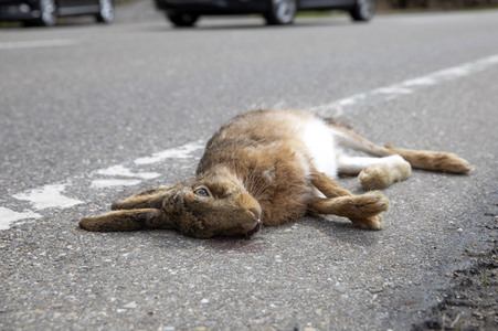 Symbolfoto Wildschaden