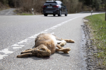 Symbolfoto Wildschaden