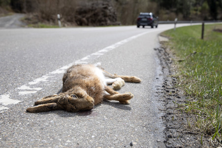 Symbolfoto Wildschaden