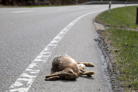 Symbolfoto Wildschaden