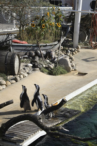 'Welt-Pinguin-Tag / World Penguin Day'-Bodypainting