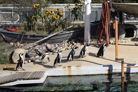 'Welt-Pinguin-Tag / World Penguin Day'-Bodypainting
